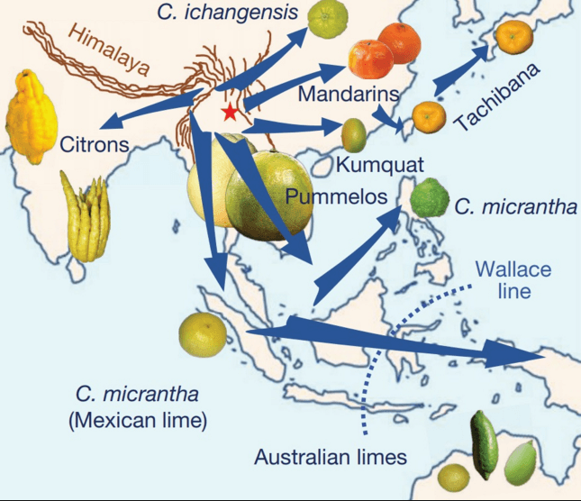 Distribuzione geografica Citrus ancestrale